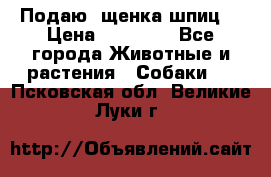 Подаю. щенка шпиц  › Цена ­ 27 000 - Все города Животные и растения » Собаки   . Псковская обл.,Великие Луки г.